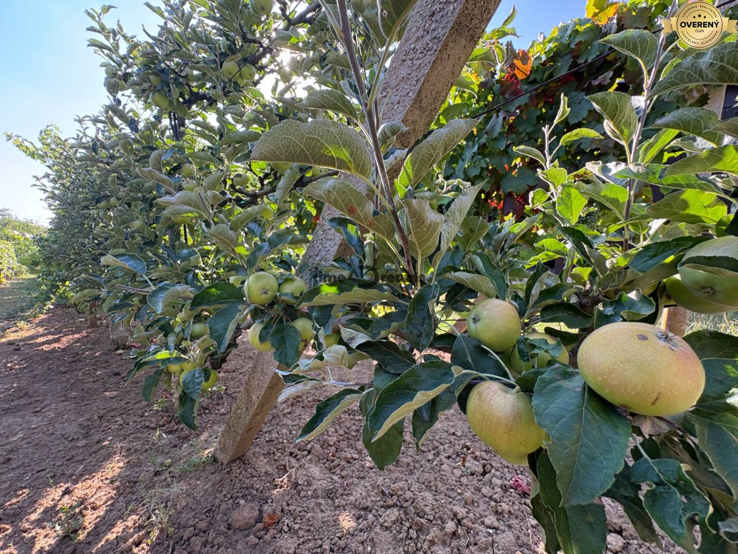 Na predaj: Ovocná záhrada v Leviciach