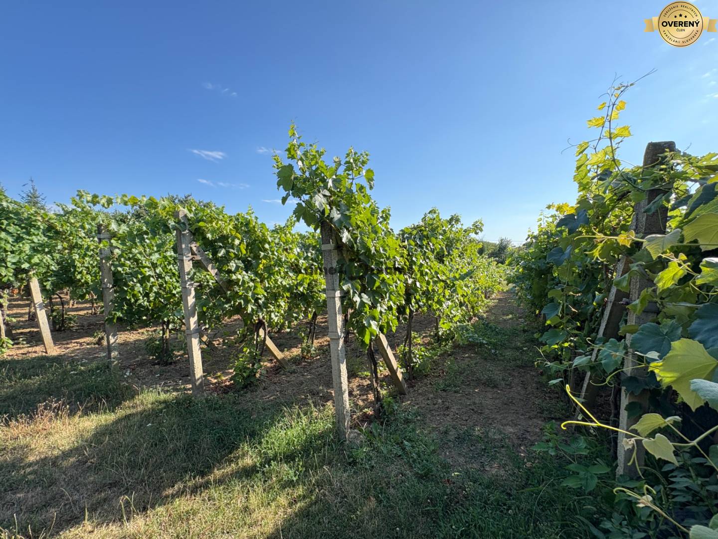 Na predaj: Ovocná záhrada v Leviciach