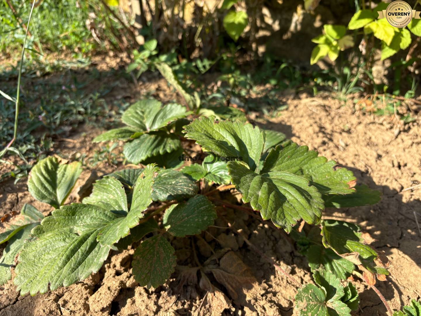 Na predaj: Ovocná záhrada v Leviciach