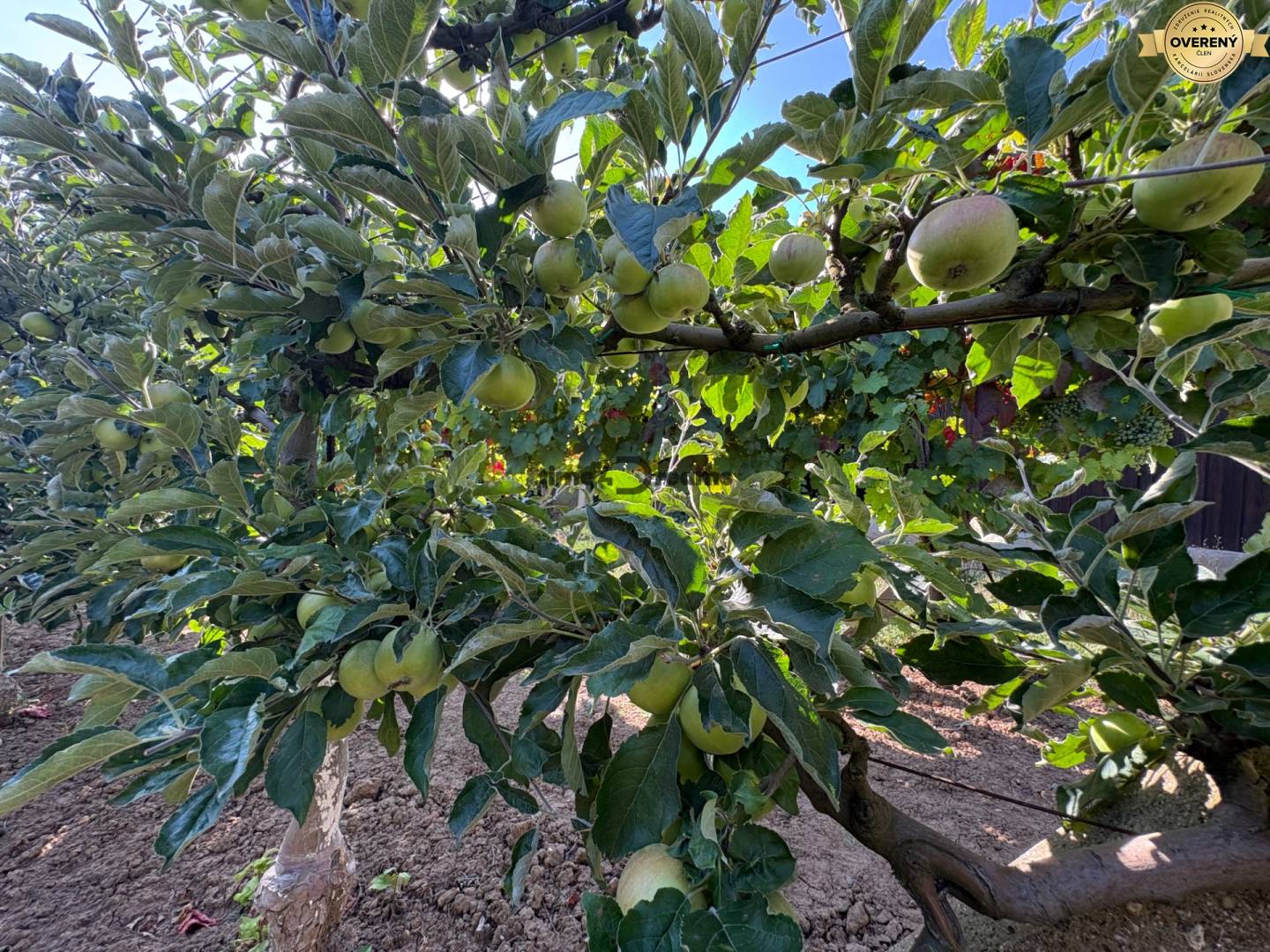 Na predaj: Ovocná záhrada v Leviciach