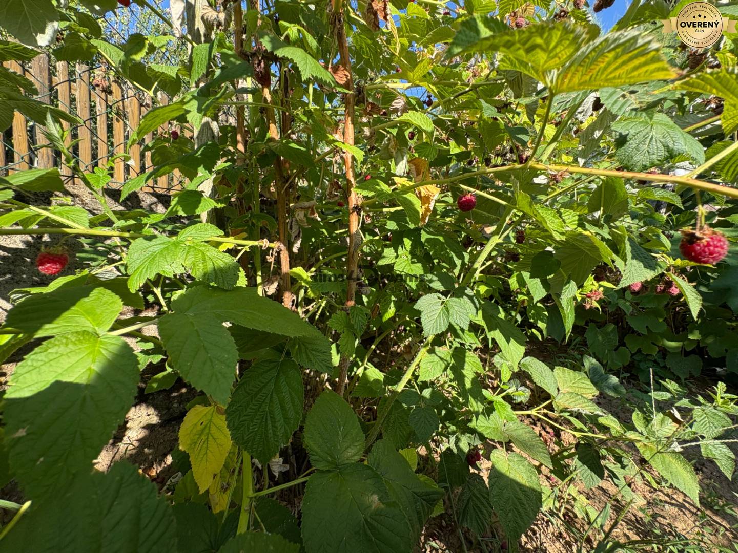 Na predaj: Ovocná záhrada v Leviciach