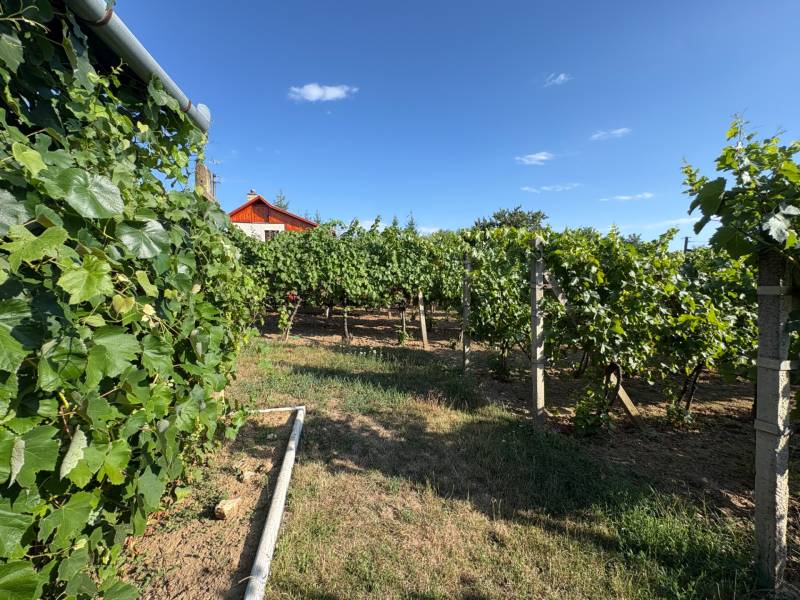 Na predaj: Ovocná záhrada v Leviciach